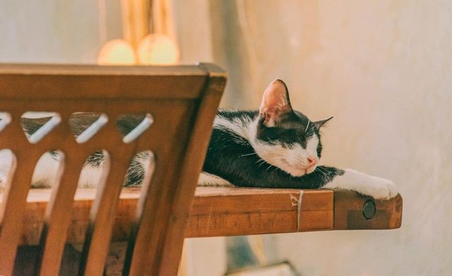 How to Keep Your House Cat Happy: Follow These Tips!